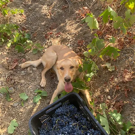 Entire Vineyard With Pool Holiday home Lobras
