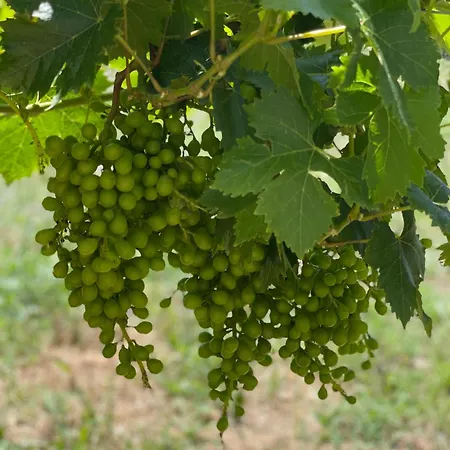 Holiday home Entire Vineyard With Pool Lobras